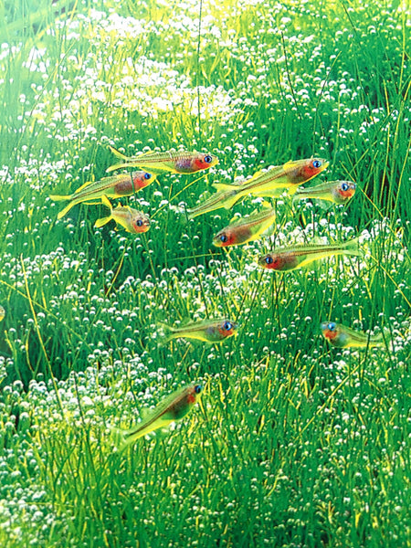 Nature Aquarium